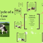 life cycle of a dairy cow