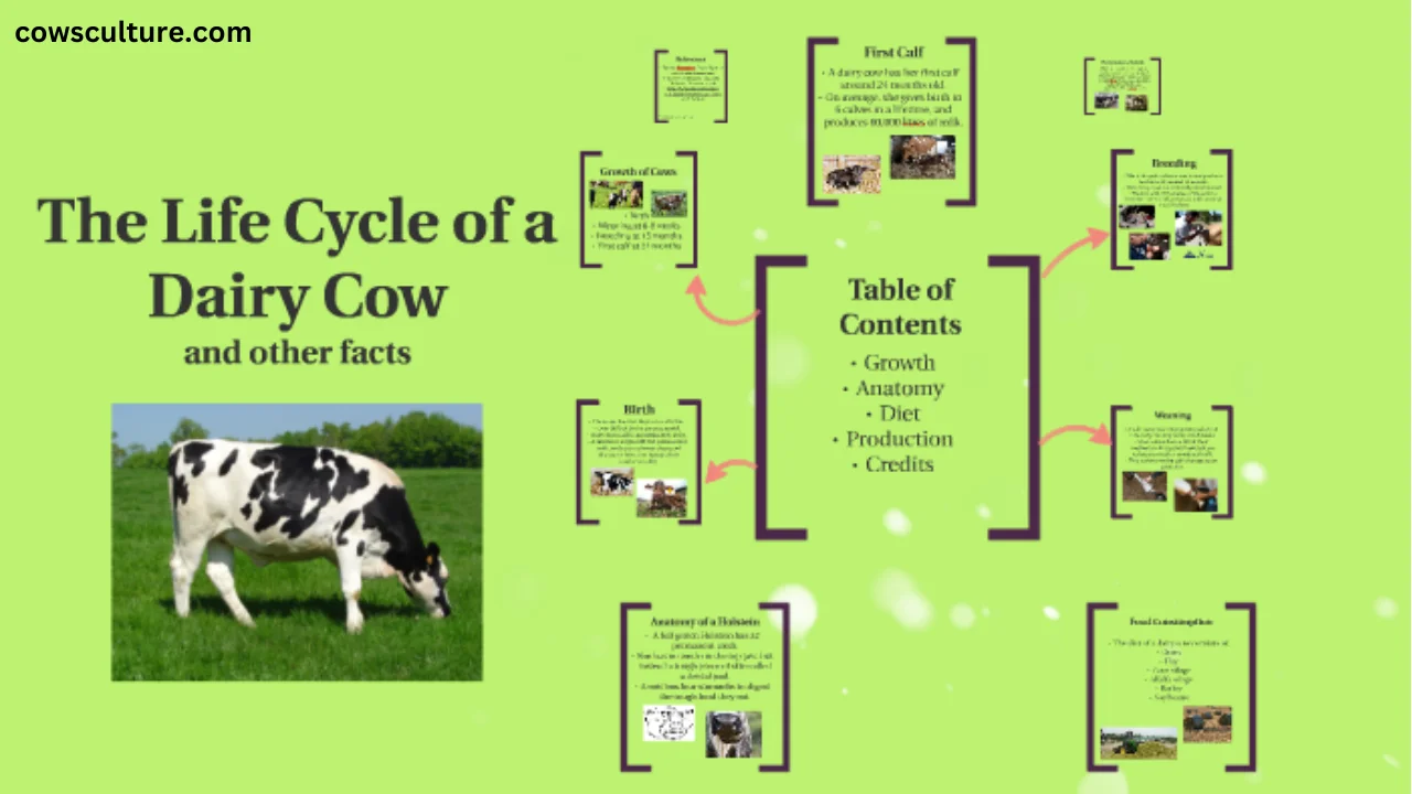 life cycle of a dairy cow