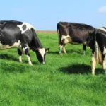 100-cow dairy farm income