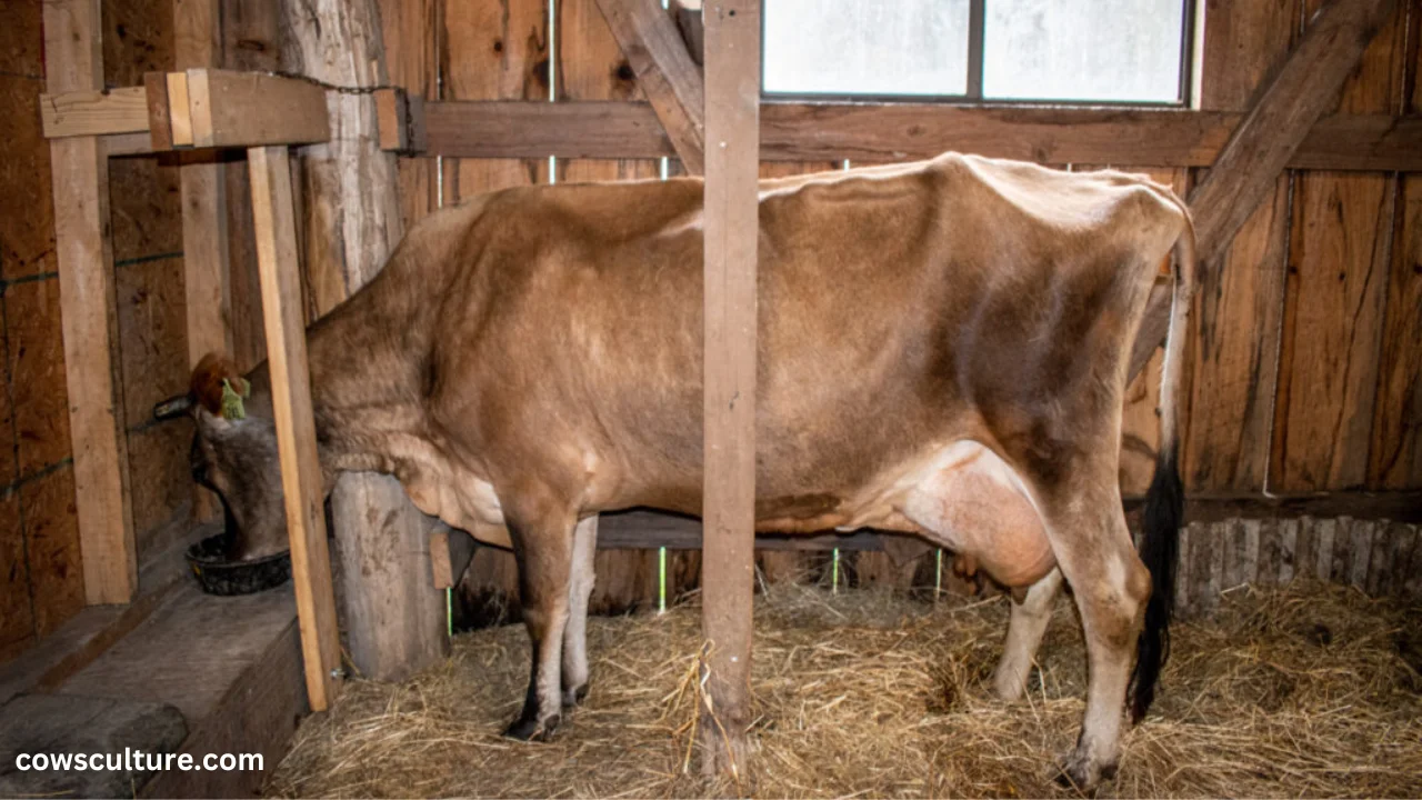 Dairy cow stanchion plans