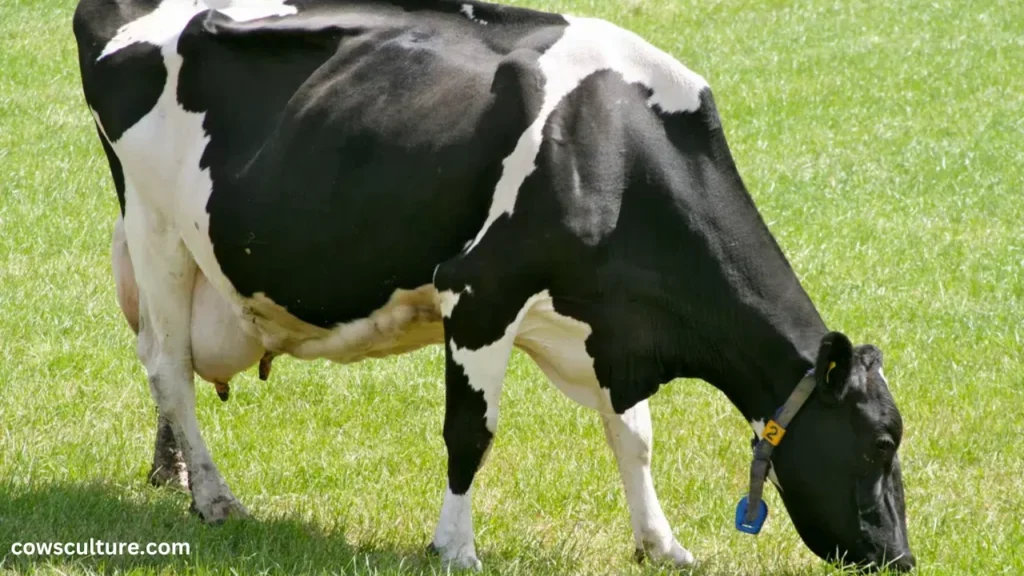 what happens to dairy cows when they get old