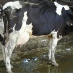 what happens to dairy cows when they get old