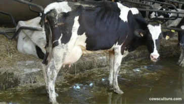 what happens to dairy cows when they get old