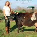 small dairy cow breeds